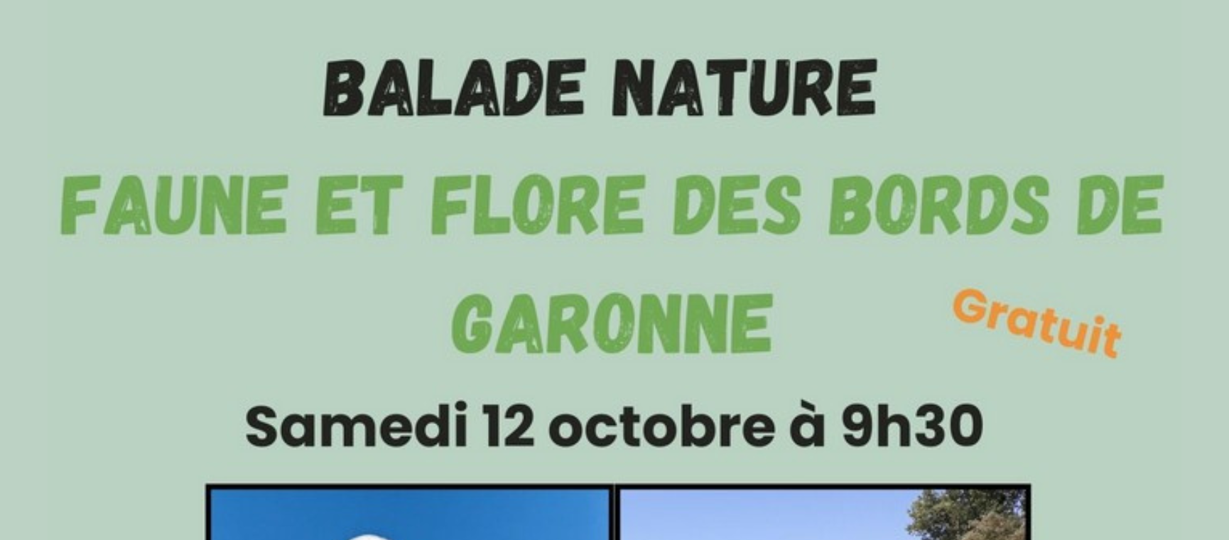 Balade nature à la découverte des bords de Garonne et sur l'observation des oiseaux